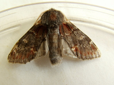 Iron Prominent